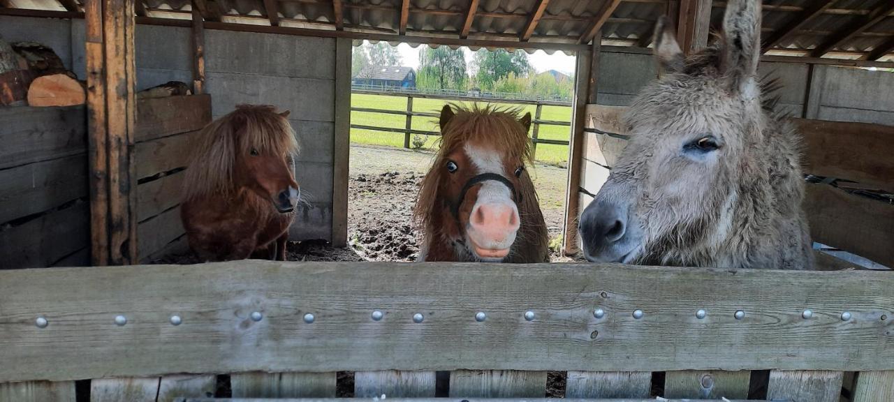 Vakantieboerderij Aardenhof Sevenum Dış mekan fotoğraf